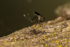 liraa-aponta-aumento-de-mais-de-100%-no-indice-de-infestacao-do-aedes-aegypti-em-ipatinga